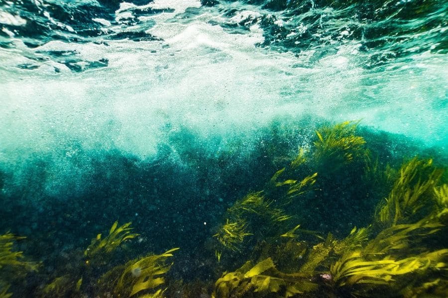 EL ALGA KELP, YODO NATURAL