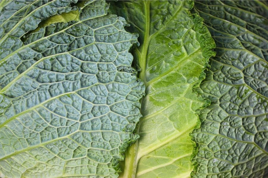 EL KALE, RICA EN VITAMINA K