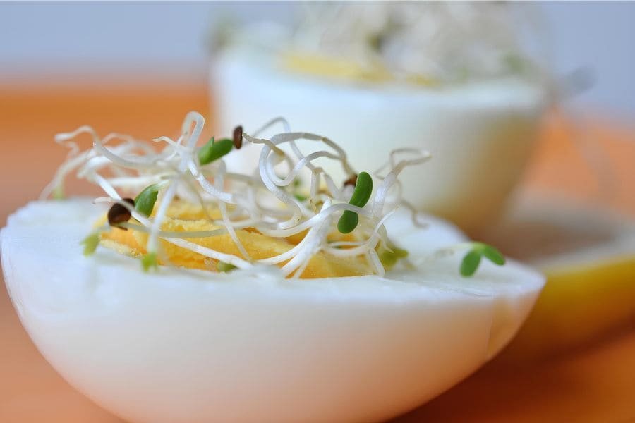 GERMINADO DE AVENA EN EL DESAYUNO